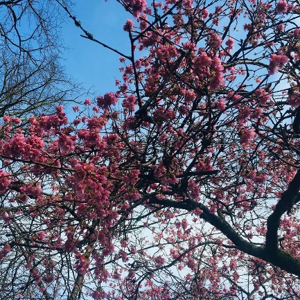 Een foto van een boom met roze bloemen